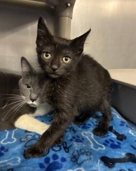 Nigiri (with Sashimi) -  Domestic Short Hair Cat for Adoption in Richmond, Virginia - Nigiri (with Sashimi) | PetCurious