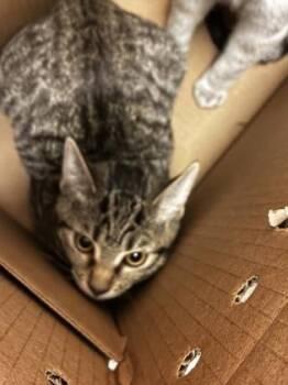 Blossom -  Domestic Short Hair Cat for Adoption in Wichita, Kansas - Blossom | PetCurious