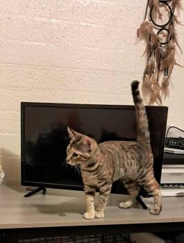 Domestic Short Hair and Torbie Cats Available for Adoption in Chandler, Arizona - Ginny Puffin | PetCurious