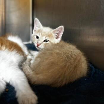 Domestic Medium Hair Cats Available for Adoption in Shinnston, West Virginia - Flash | PetCurious