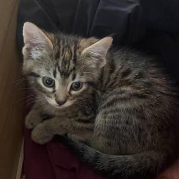 Domestic Short Hair Cats Available for Adoption in Kyle, Texas - JUNE BUG | PetCurious