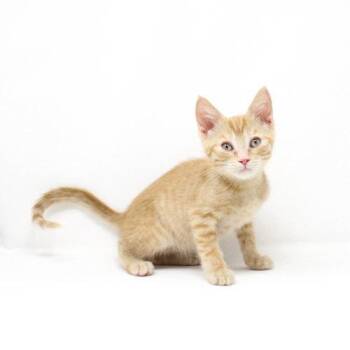 Tangelo -  Domestic Short Hair Cat for Adoption in Florence, Arizona - Tangelo | PetCurious
