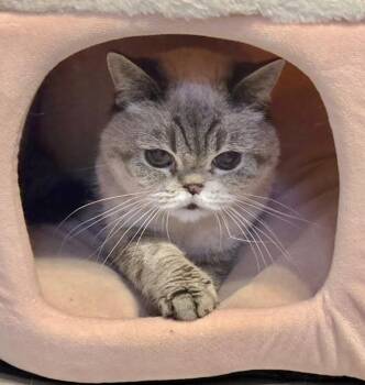 Musya -  Scottish Fold and British Shorthair Cat for Adoption in Red Bank, New Jersey - Musya | PetCurious