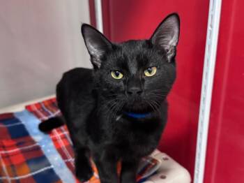 Domestic Short Hair Cats Available for Adoption - Miguel | PetCurious