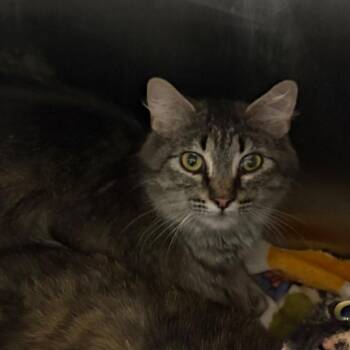 Feather -  Domestic Medium Hair Cat for Adoption in Oak Park, Illinois - Feather | PetCurious