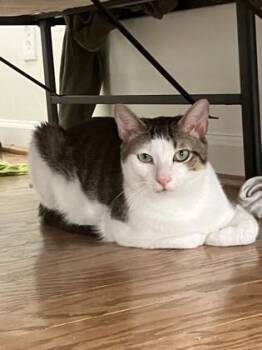 Arlo - ADOPTED -  Domestic Short Hair Cat for Adoption in Atlanta, Georgia - Arlo - ADOPTED | PetCurious