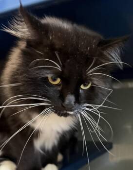 Hutch -  Domestic Medium Hair Cat for Adoption in Sault Ste. Marie, Michigan - Hutch | PetCurious