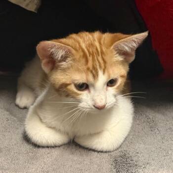 Cinnamon - Butler Campus! -  Domestic Short Hair Cat for Adoption in Flagstaff, Arizona - Cinnamon - Butler Campus! | PetCurious