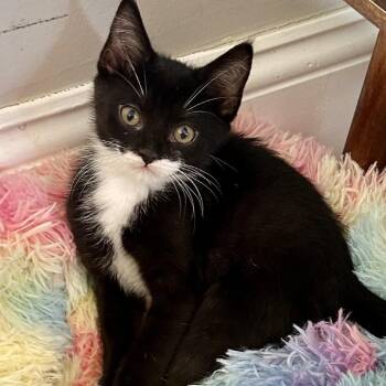 Ember (Firehouse Kitten 6) -  Domestic Short Hair Cat for Adoption in Westport, Connecticut - Ember (Firehouse Kitten 6) | PetCurious