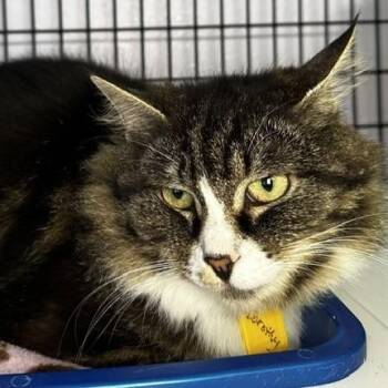 Dorothy - Big and Beautiful -  Tabby and Maine Coon Cat for Adoption in Hoquiam, Washington - Dorothy - Big And Beautiful | PetCurious