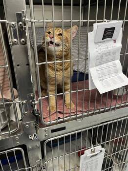 Rescue Domestic Short Hair Cats for Adoption in Montreal, Quebec - Tom | PetCurious