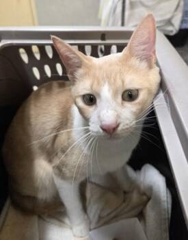 Leo -  Domestic Short Hair Cat for Adoption in Honolulu, Hawaii - Leo | PetCurious