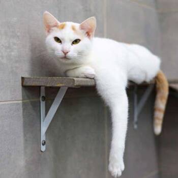 Creamsicle -  Domestic Short Hair Cat for Adoption in Atlanta, Georgia - Creamsicle | PetCurious