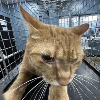 Domestic Short Hair Cats Available for Adoption - Toby | PetCurious