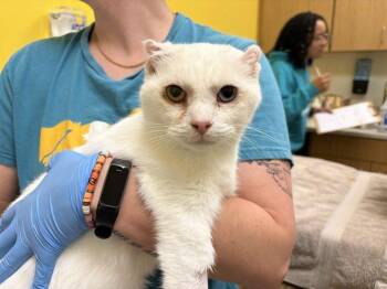 Kakashi -  Domestic Short Hair Cat for Adoption in Raleigh, North Carolina - Kakashi | PetCurious