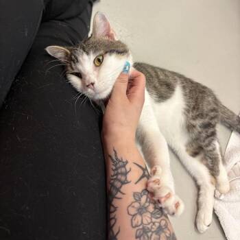 Kitty -  Domestic Short Hair Cat for Adoption in Pittsburgh, Pennsylvania - Kitty | PetCurious