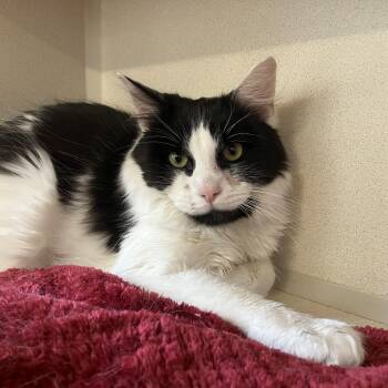 Domestic Long Hair Cats Available for Adoption in Eatontown, New Jersey - Tedward | PetCurious