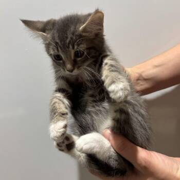Domestic Short Hair Cats Available for Adoption in Sunnyvale, California - Spiff | PetCurious