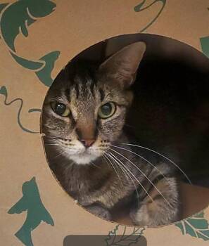 ZEBRA SHARK -  Domestic Short Hair Cat for Adoption in St. Louis, Missouri - ZEBRA SHARK | PetCurious