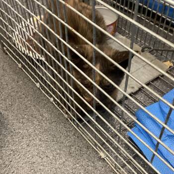 Tortie -  Domestic Short Hair Cat for Adoption in Montgomery, Alabama - Tortie | PetCurious
