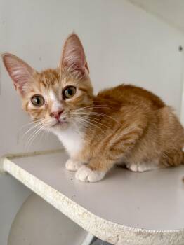 Buttercup -  Domestic Short Hair Cat for Adoption in Shreveport, Louisiana - Buttercup | PetCurious