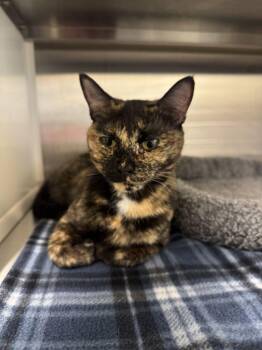 Butterscotch -  Domestic Short Hair Cat for Adoption in Hilton Head Island, South Carolina - Butterscotch | PetCurious