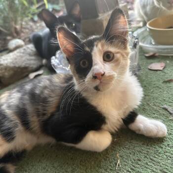 Stella -  Domestic Long Hair Cat for Adoption in Hemet, California - Stella | PetCurious