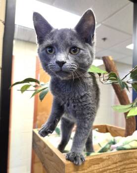 Rescue Domestic Short Hair Cats for Adoption in Elizabethtown, Kentucky - Fabio | PetCurious