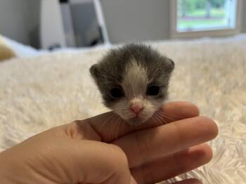 Rescue Domestic Short Hair Cats for Adoption in Greensboro, North Carolina - Piglet | PetCurious