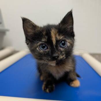Valka -  Domestic Short Hair Cat for Adoption in Detroit Lakes, Minnesota - Valka | PetCurious