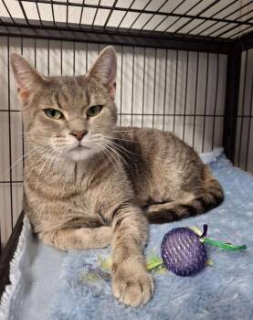 Rescue Tabby Cats for Adoption in Ironwood, Michigan - DARLA | PetCurious