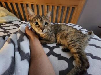 Domestic Short Hair Cats Available for Adoption - Glyph | PetCurious