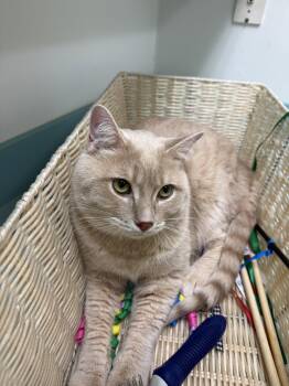 Domestic Short Hair and Tabby Cats Available for Adoption in Walled Lake, Michigan - Tai | PetCurious