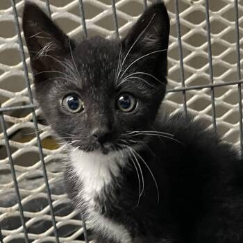 Rescue Domestic Short Hair Cats for Adoption in Heber Springs, Arkansas - Leggings | PetCurious