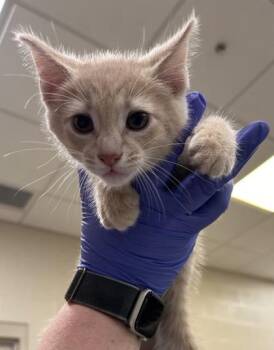 Lettuce -  Domestic Short Hair Cat for Adoption in Fishers, Indiana - Lettuce | PetCurious