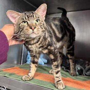 Marbles -  Domestic Short Hair Cat for Adoption in New York, New York - Marbles | PetCurious
