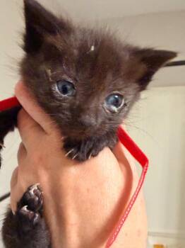 *Scooter -  Domestic Short Hair Cat Available for Adoption in Newnan, Georgia - *Scooter | PetCurious