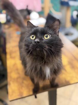 Salem -  Domestic Long Hair and Maine Coon Cat for Adoption in Hudson, New York - Salem | PetCurious