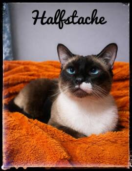 Snowshoe Cats Available for Adoption - Halfstache | PetCurious