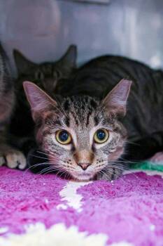 Rescue Domestic Short Hair Cats for Adoption in Loogootee, Indiana - Radar | PetCurious