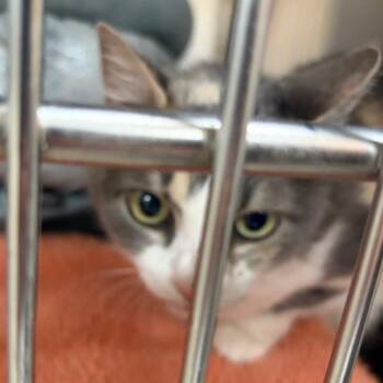Layla -  Domestic Short Hair Cat for Adoption in Palestine, Texas - Layla | PetCurious