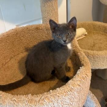 Papaya -  Domestic Short Hair Cat for Adoption in Sunrise, Florida - Papaya | PetCurious