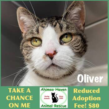 Domestic Short Hair and Tabby Cats Available for Adoption in Winchendon, Massachusetts - Oliver | PetCurious