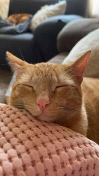 Domestic Short Hair Cats Available for Adoption in Atoka, Tennessee - Monty | PetCurious
