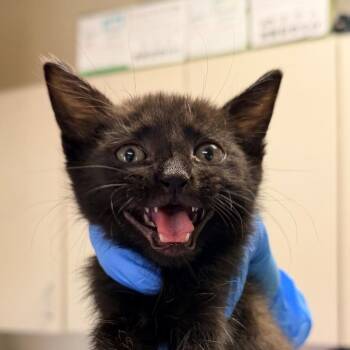 Domestic Short Hair Cats Available for Adoption in San Antonio, Texas - South Caroli | PetCurious