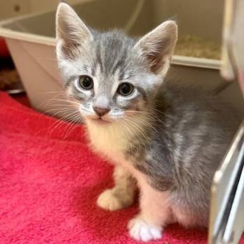 Gooseberry -  Domestic Short Hair Cat for Adoption in Walnut Creek, California - Gooseberry | PetCurious