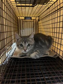 Thin Mint -  Domestic Short Hair Cat for Adoption in Roseville, California - Thin Mint | PetCurious