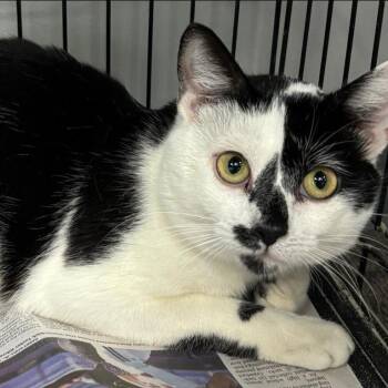 Domestic Short Hair Cats Available for Adoption in Buffalo, New York - Spotty | PetCurious