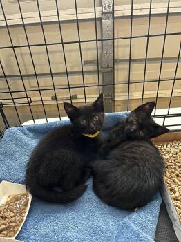 Pisa -  Domestic Short Hair Cat for Adoption in Emerald Isle, North Carolina - Pisa | PetCurious