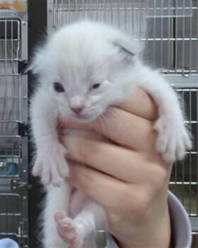 SUNNY -  Domestic Short Hair Cat for Adoption in Salinas, California - SUNNY | PetCurious